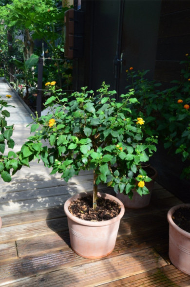Lantana camara jaune
