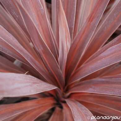 Cordyline australis 'Red Star'