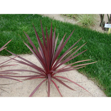 Cordyline australis 'Red Star'