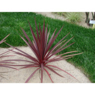 Cordyline australis 'Red Star'