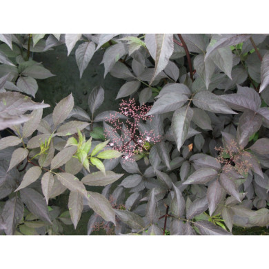 Sambucus nigra Black Beauty® gerda