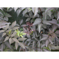 Sambucus nigra Black Beauty® gerda