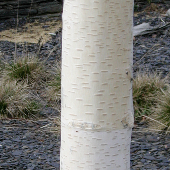 Betula utilis 'Doorenbos'