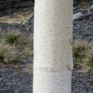 Betula utilis 'Doorenbos'