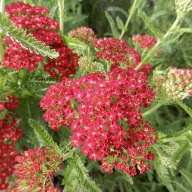 Achillea millefolium 'Red Velvet'