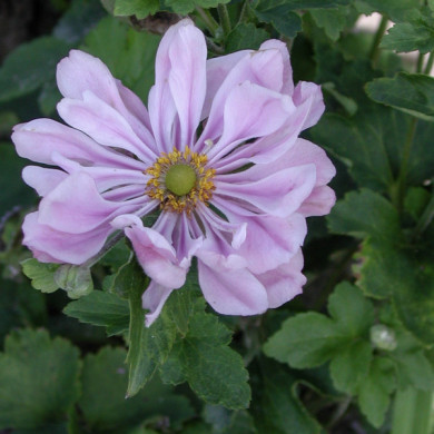 Anemone x hybrida 'Konigin Charlotte'