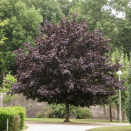 Acer pseudoplatanus 'Atropurpureum'