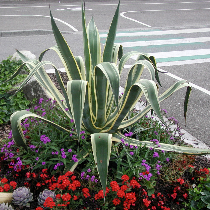 Agave americana 'Variegata'