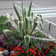 Agave americana 'Variegata'