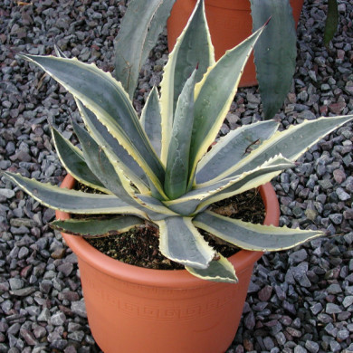 Agave americana 'Variegata'