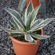 Agave americana 'Variegata'