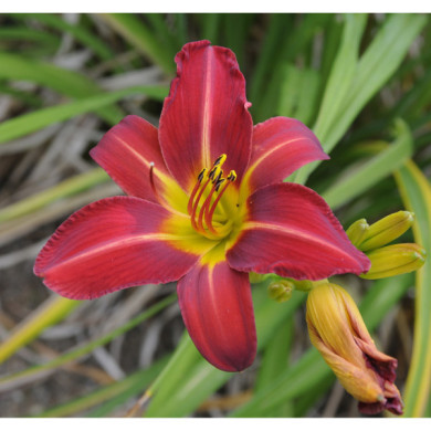 Hemerocallis 'Crimson Pirate'