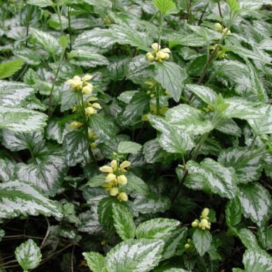 Lamiastrum galeobdolon 'Florentinum'