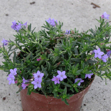 Lithodora diffusa 'Heavenly Blue'
