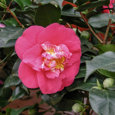 Camellia japonica 'R.L. Wheeler'