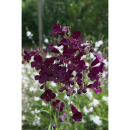 Penstemon 'Blackbird'