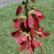Acer pseudoplatanus 'Atropurpureum'