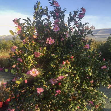 Camellia sasanqua 'New Dawn'