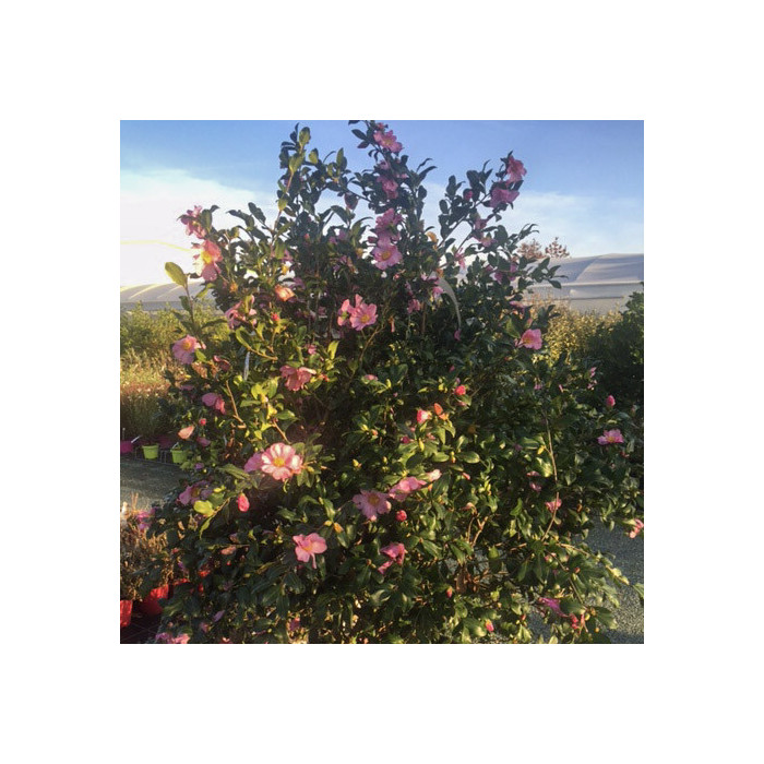 Camellia sasanqua 'New Dawn'