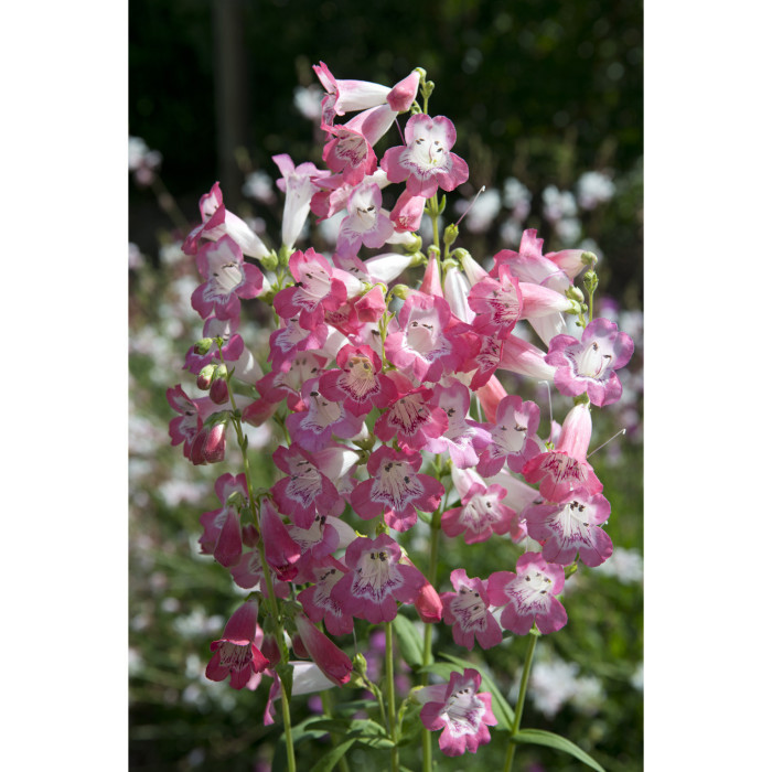 Penstemon 'Souvenir d'Adrien Regnier'