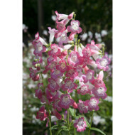 Penstemon 'Souvenir d'Adrien Regnier'