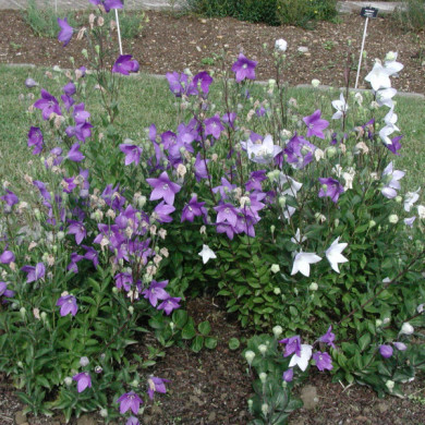 Platycodon grandiflorus