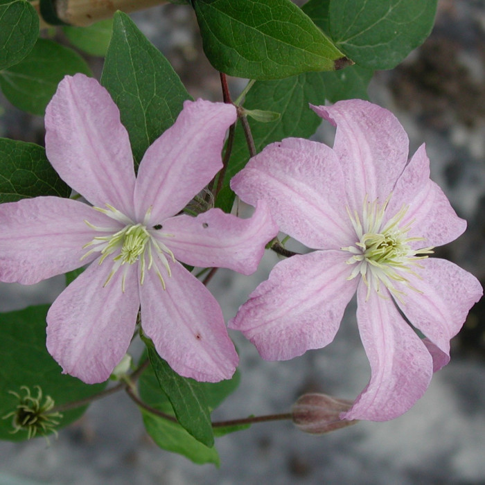 Clematis 'Comtesse de Bouchaud'