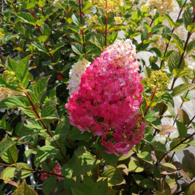 Hydrangea paniculata Framboisine® rensam