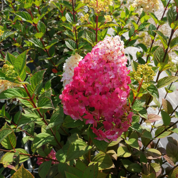 Hydrangea paniculata Framboisine® rensam
