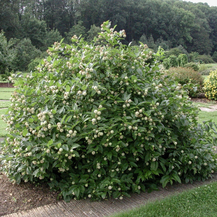 Cephalanthus occidentalis