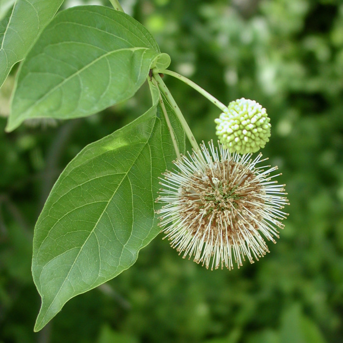 Cephalanthus occidentalis