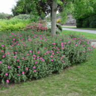 Cistus x pulverulentus