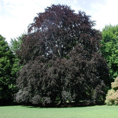 Fagus sylvatica 'Atropunicea'