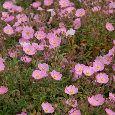 Cistus x skanbergii