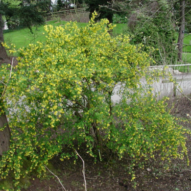 Coronilla emerus