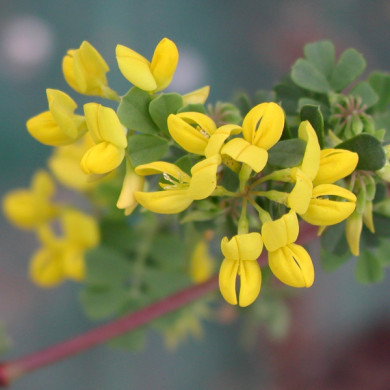 Coronilla emerus