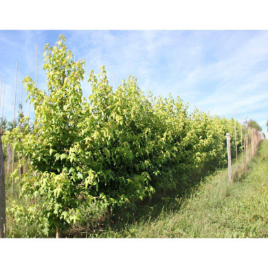 Liquidambar styraciflua Golden Sun®