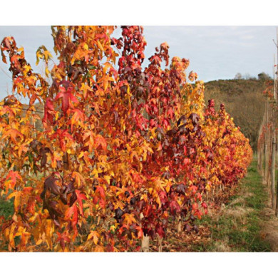 Liquidambar styraciflua Golden Sun®