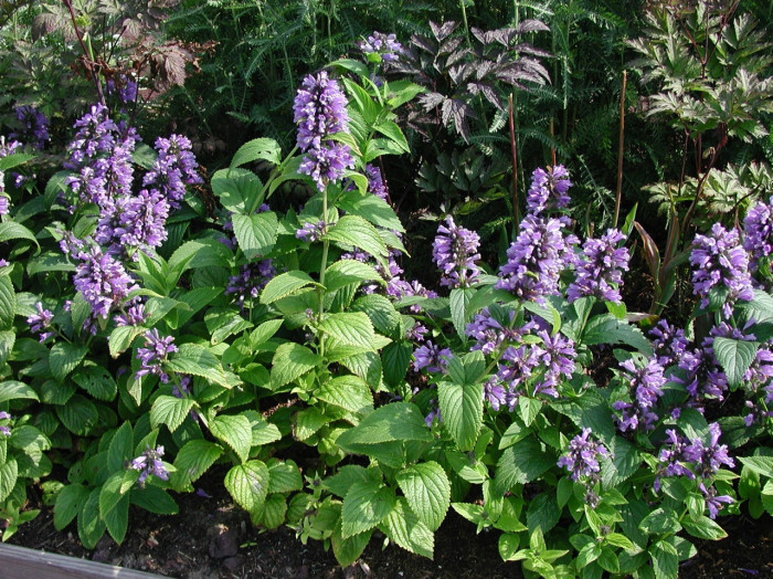 Nepeta subsessilis 'Washfield'