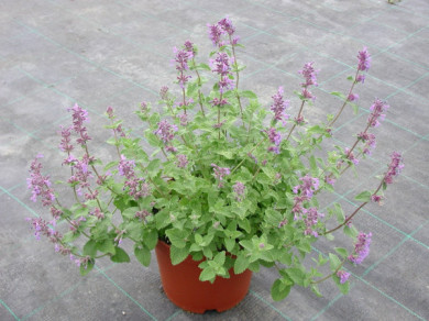 Nepeta subsessilis 'Washfield'