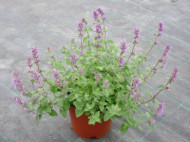 Nepeta subsessilis 'Washfield'