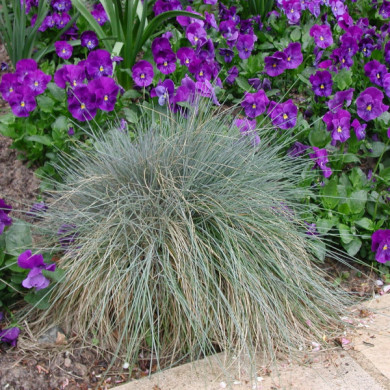 Festuca glauca