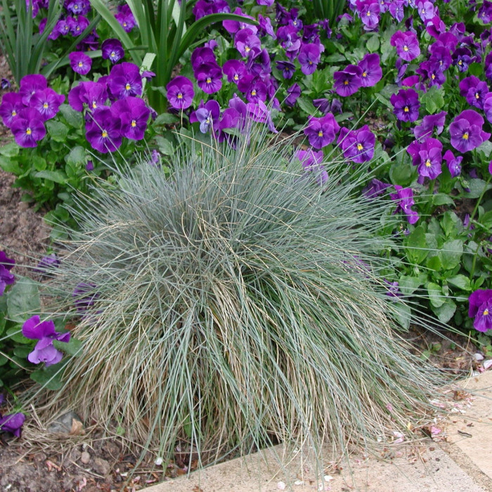 Festuca glauca