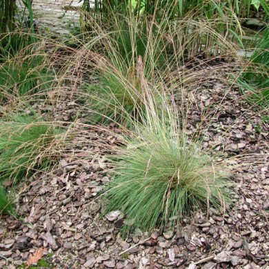 Festuca amethystina