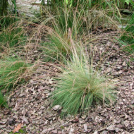 Festuca amethystina