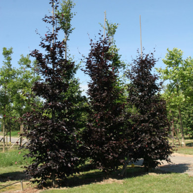Fagus sylvatica 'Atropunicea'