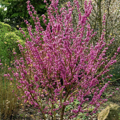 Cercis chinensis 'Avondale'