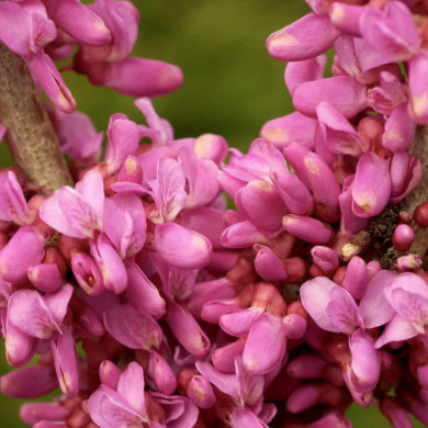 Cercis chinensis 'Avondale'