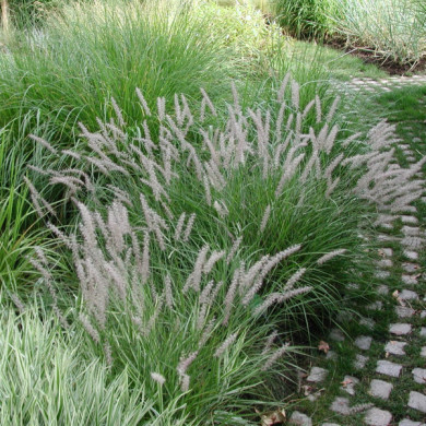 Pennisetum orientale