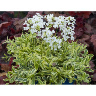 Arabis ferdinandi-coburgii 'Old Gold'